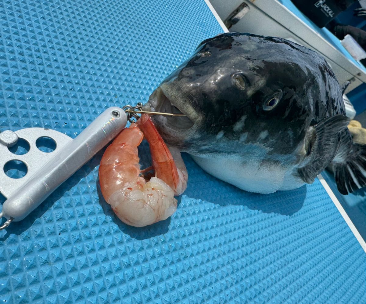 shizuシズさんの釣果 2枚目の画像