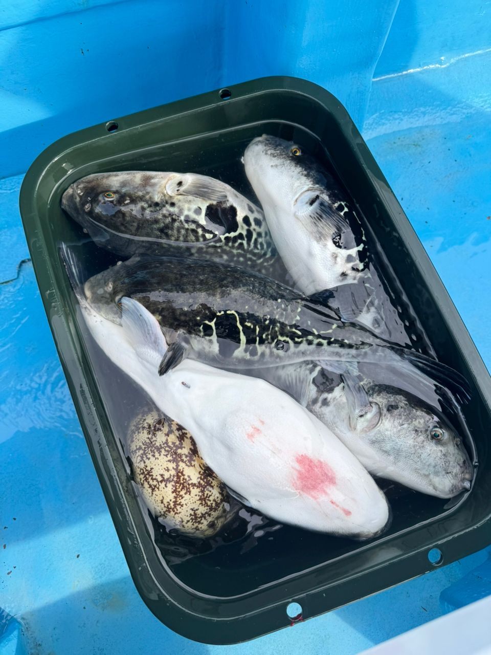 shizuシズさんの釣果 3枚目の画像