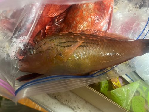 ベラの釣果