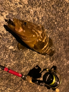 キジハタの釣果