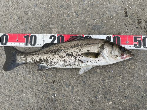 フッコ（マルスズキ）の釣果