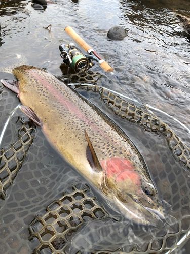 ニジマスの釣果