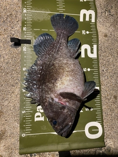 マゾイの釣果