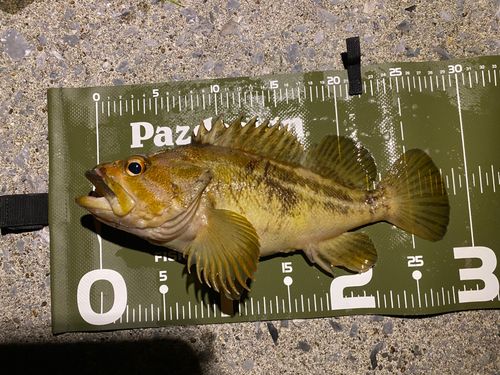 シマソイの釣果