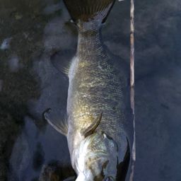 スモールマウスバス