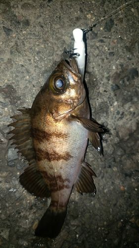 アカメバルの釣果