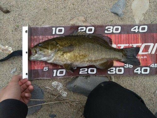 スモールマウスバスの釣果