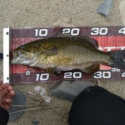 スモールマウスバス