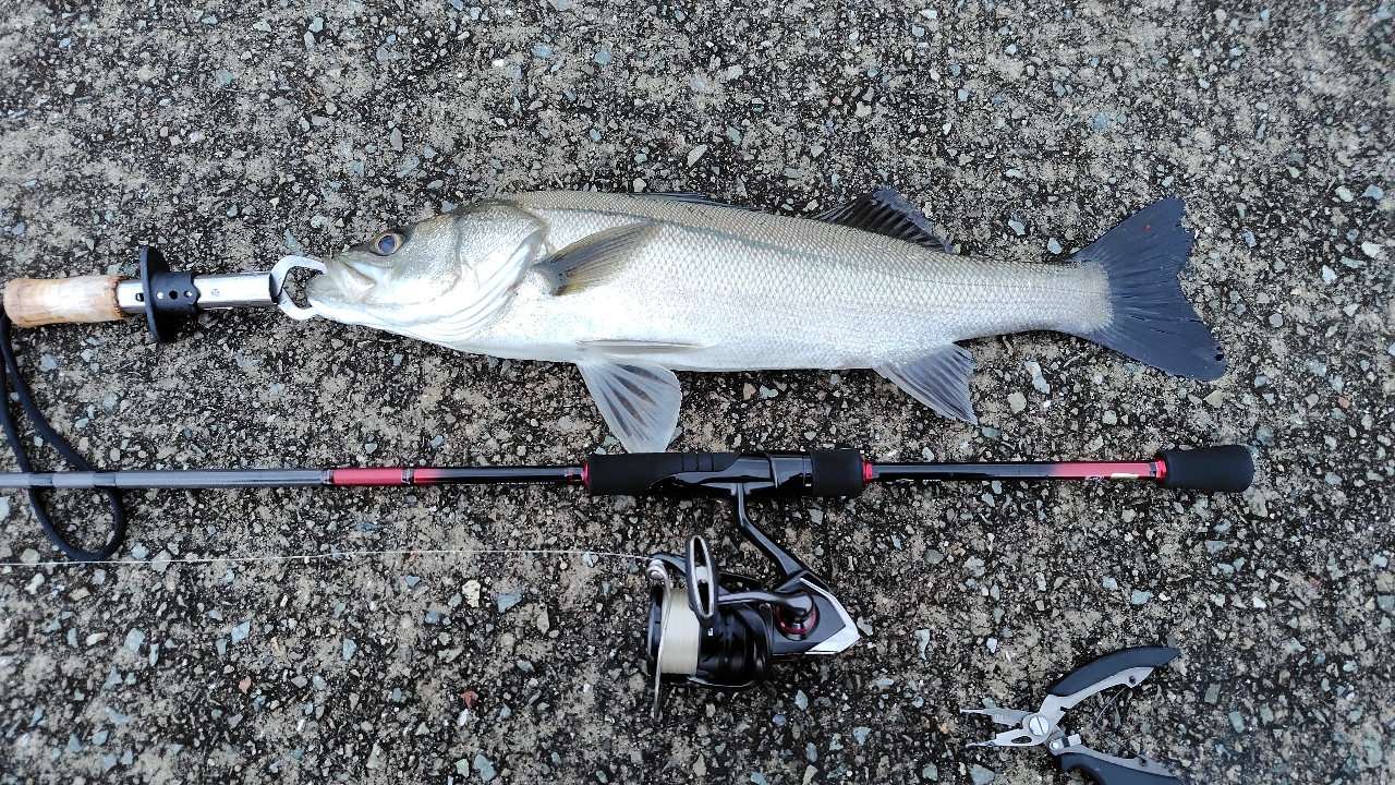 DAIWA 18シルバーウルフ 76ML-S-4の最安値・インプレ・釣果