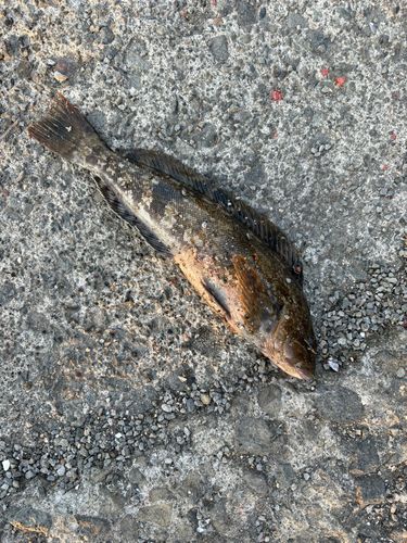 アブラコの釣果