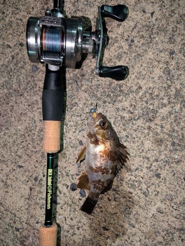 メバルの釣果