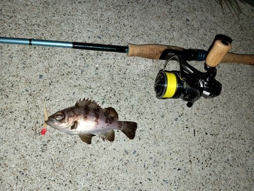 メバルの釣果