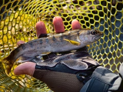 ヤマメの釣果