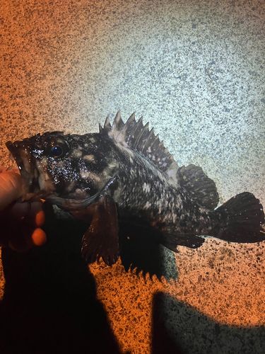 ムラソイの釣果