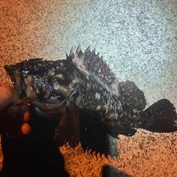 ムラソイ