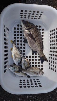 チヌの釣果