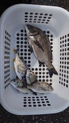 チヌの釣果
