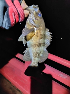 クロメバルの釣果