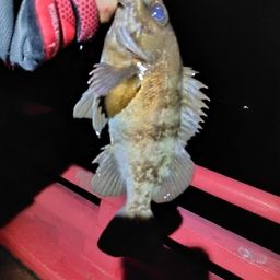 クロメバル