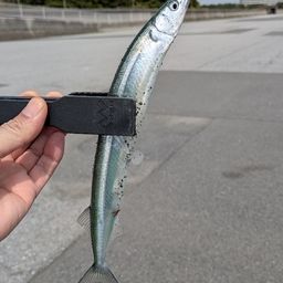 サヨリ