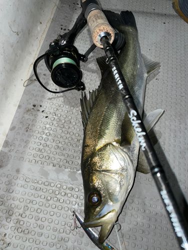 マルスズキの釣果