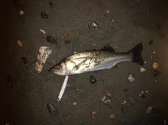 セイゴ（マルスズキ）の釣果