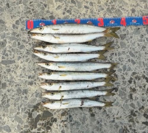 カマスの釣果