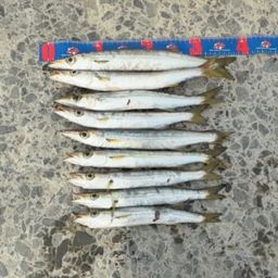 カマス