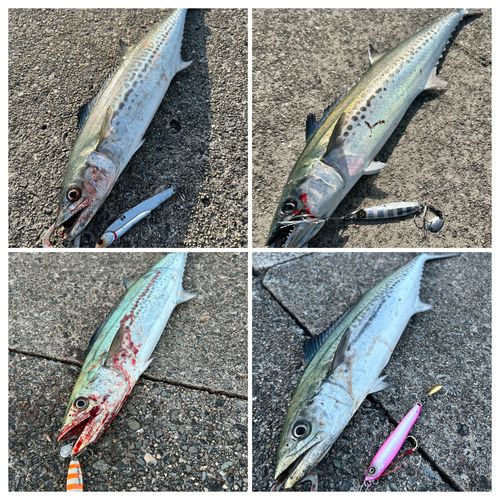 サゴシの釣果