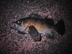 クロメバルの釣果