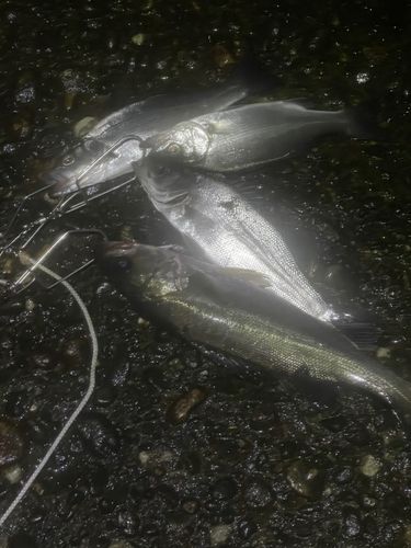 シーバスの釣果