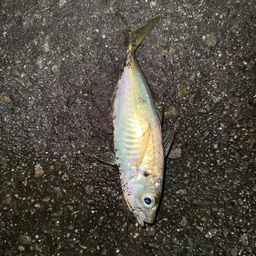 アジ