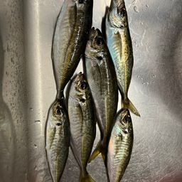 アジ
