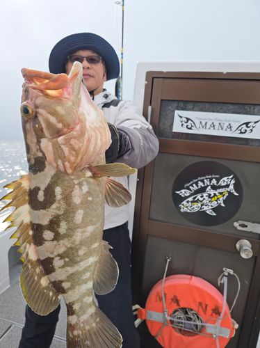 クエの釣果
