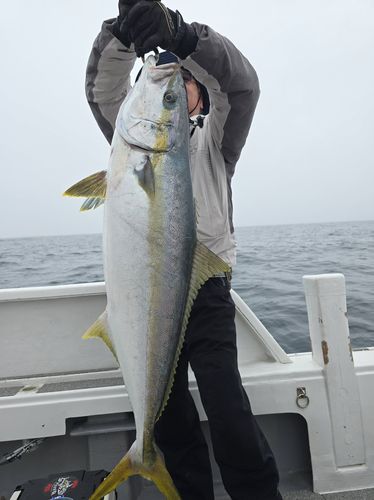 ヒラマサの釣果