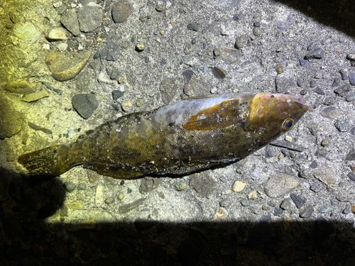 アイナメの釣果