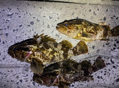 タケノコメバルの釣果