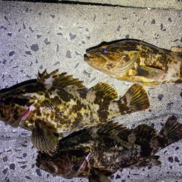 タケノコメバル