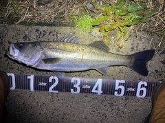 スズキの釣果