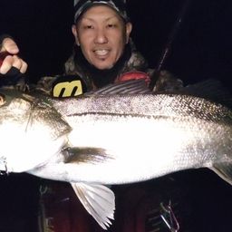 シーバス