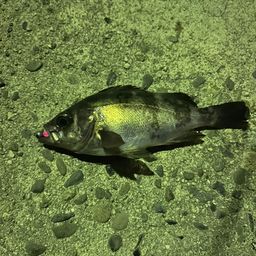アオメバル