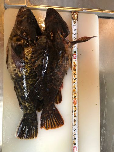 ベッコウゾイの釣果