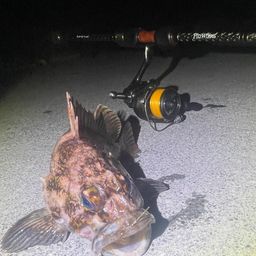 オウゴンムラソイ