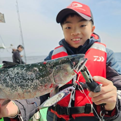 サクラマスの釣果