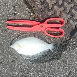 クロガシラガレイ