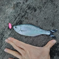 ギンユゴイの釣果
