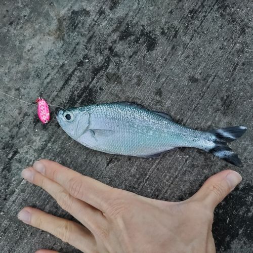 ギンユゴイの釣果