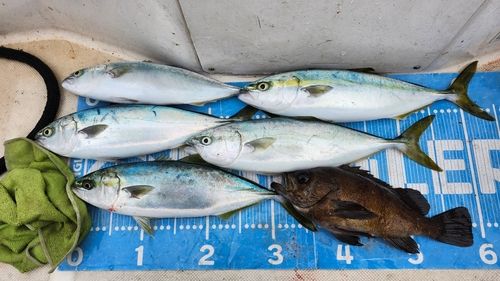 ツバイソの釣果