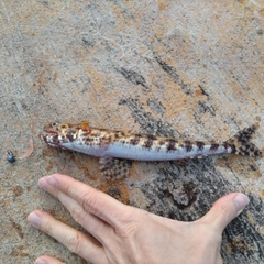 エソの釣果