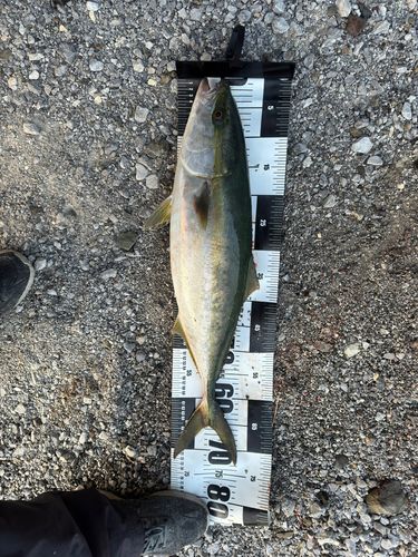 ハマチの釣果